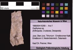 Foto (Objekt + Etiketten) von Oxythyreus sp. (NHMW-GEO-1990-0041-0268)